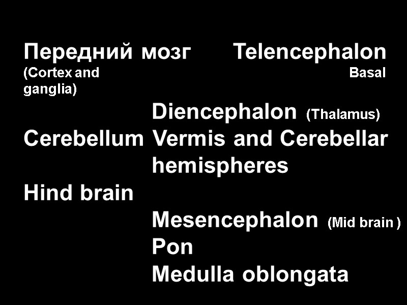 Передний мозг  Telencephalon (Cortex and        Basal